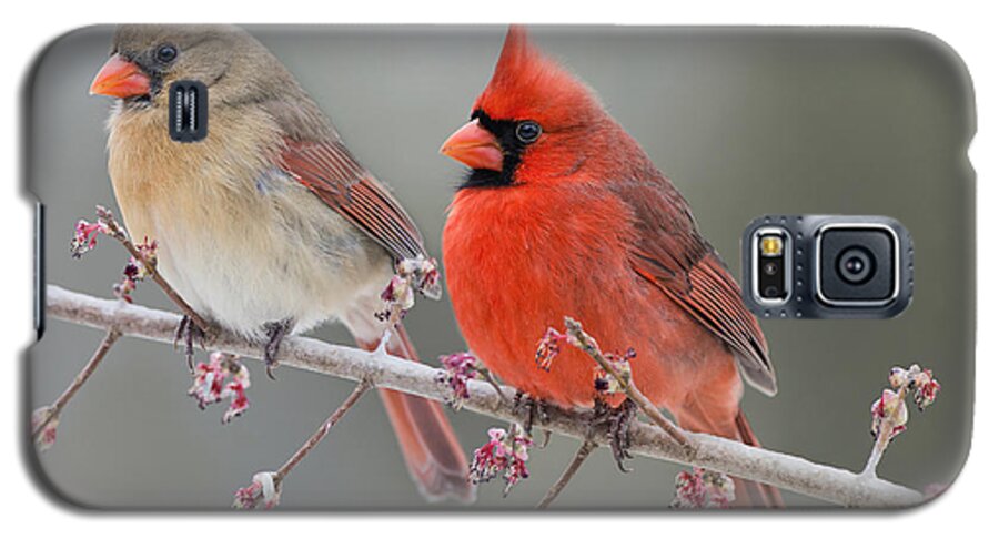 Northern Cardinal On Swamp Maple Branch Galaxy S5 Case featuring the photograph Dreamy Redbirds by Bonnie Barry