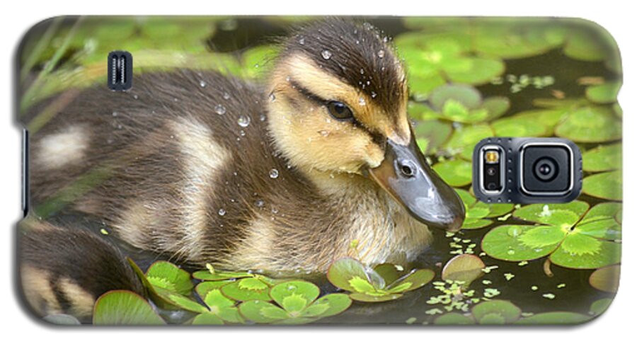 Duckling Galaxy S5 Case featuring the photograph Duck Soup 3 by Fraida Gutovich