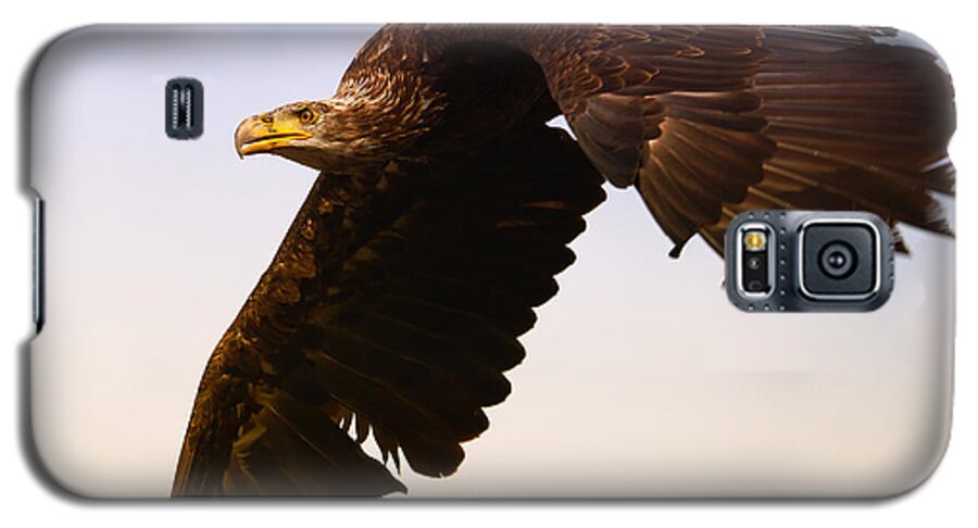Eagle Galaxy S5 Case featuring the photograph Eagle in flight by Nick Biemans
