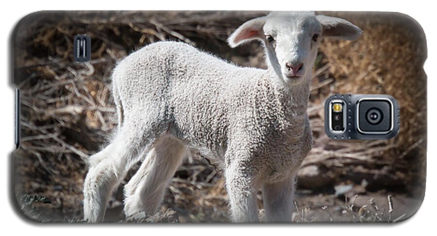 2014 Galaxy S5 Case featuring the photograph March Lamb by Jan Davies