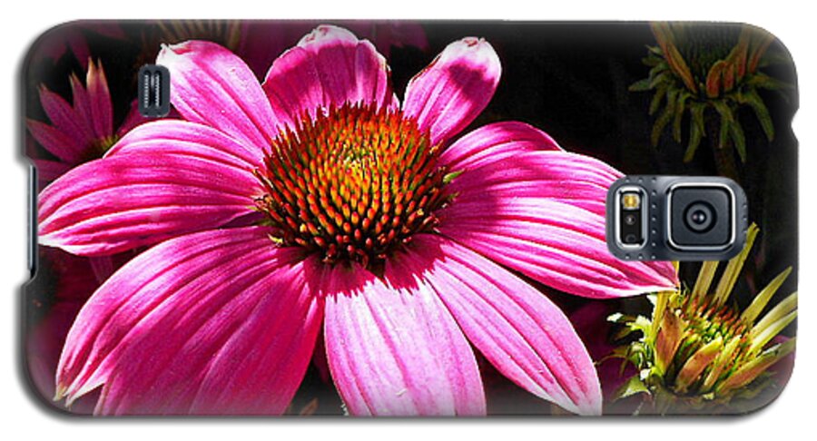 Echinacea Galaxy S5 Case featuring the photograph Echinacea Blooms by Suzy Piatt