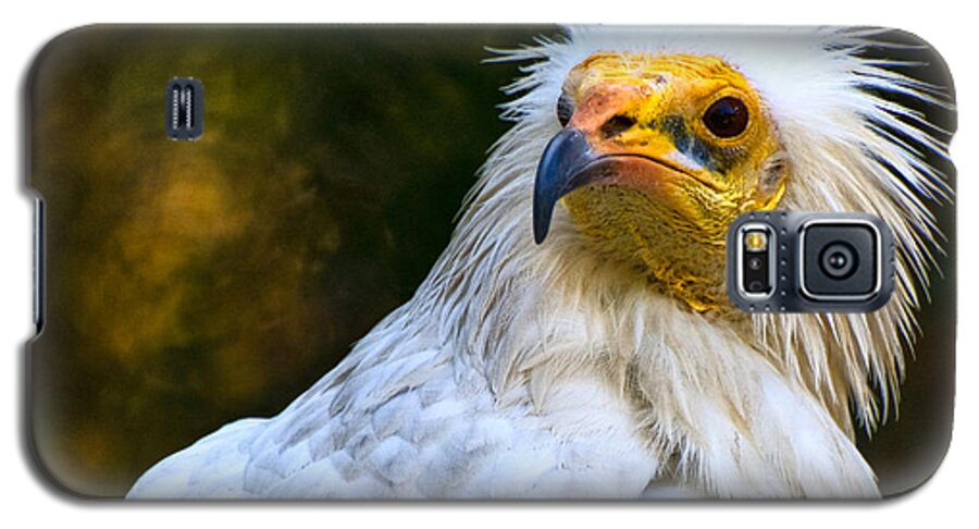 Egyptian Galaxy S5 Case featuring the photograph Egyptian Vulture by Ginger Wakem