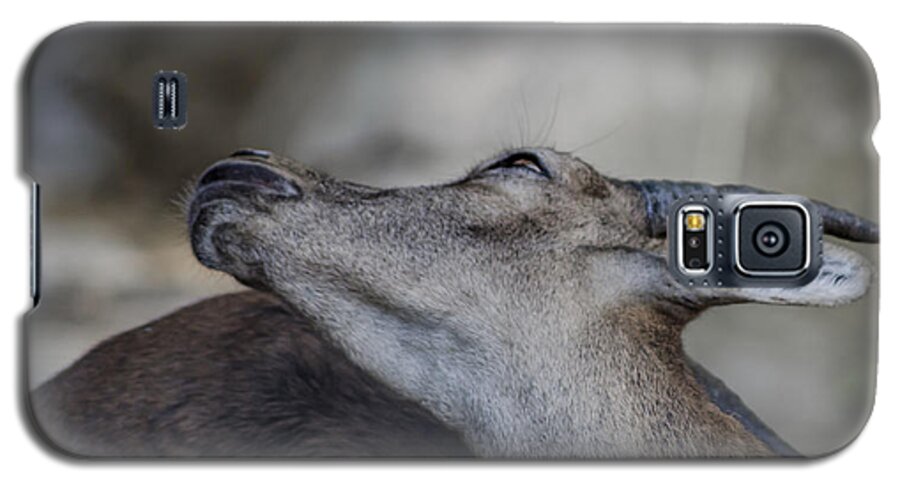 Michelle Meenawong Galaxy S5 Case featuring the photograph Elegance Of The Ibex by Michelle Meenawong