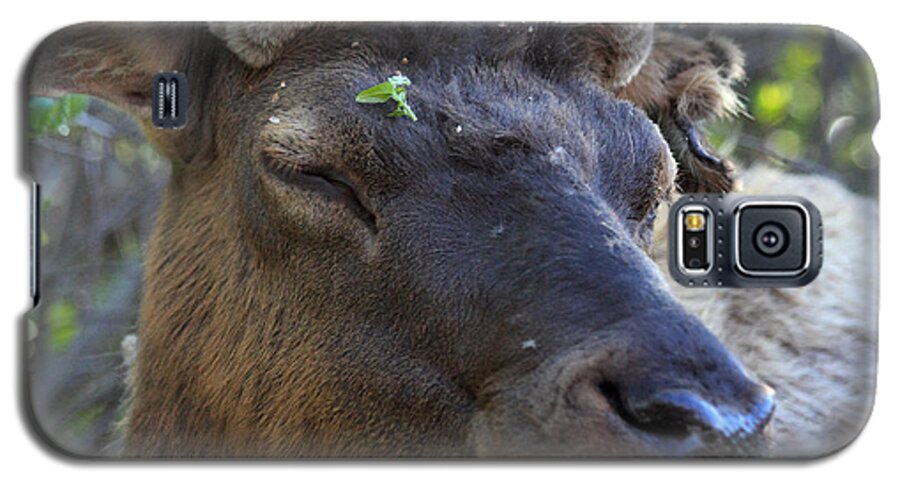 Elk Galaxy S5 Case featuring the photograph Elk Chuckle by Shane Bechler