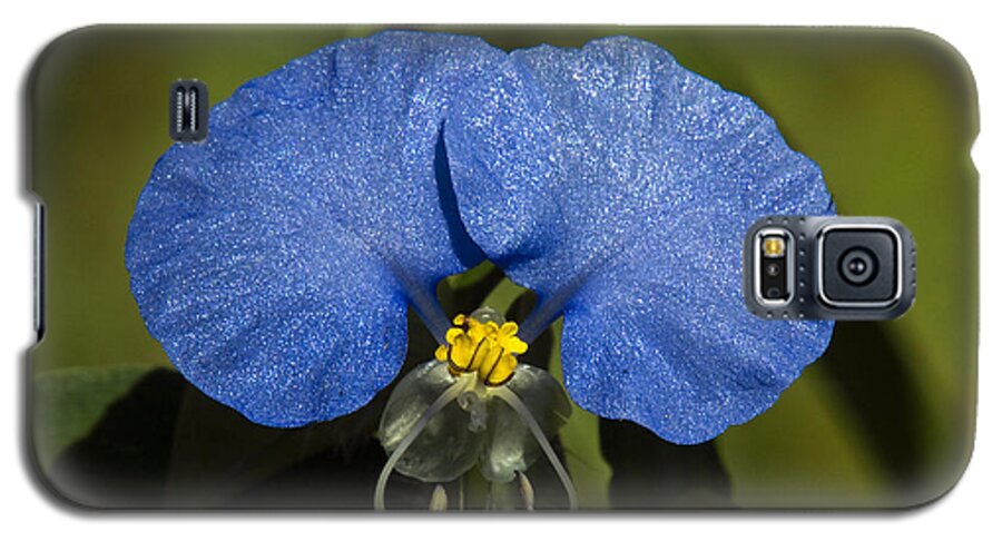 Nature Galaxy S5 Case featuring the photograph Erect Dayflower Commelina erecta DSMF096 by Gerry Gantt
