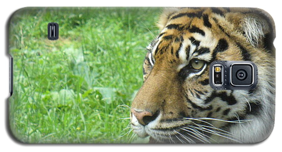 Animal Galaxy S5 Case featuring the photograph Eye of The Tiger by Lingfai Leung
