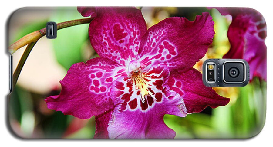 Orchids Galaxy S5 Case featuring the photograph Fabulous Fushia Orchids By Diana Sainz by Diana Raquel Sainz