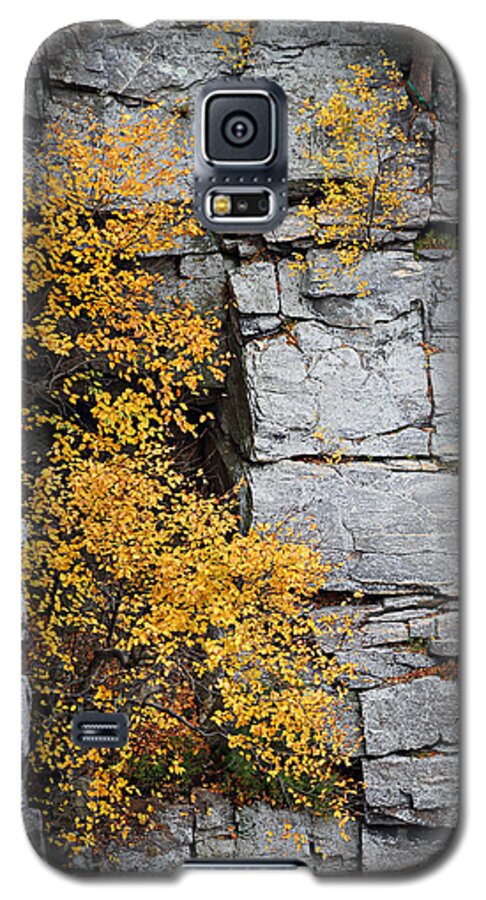 Autumn Galaxy S5 Case featuring the photograph Fall Foliage Colors 01 by Metro DC Photography