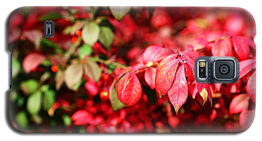 Autumn Galaxy S5 Case featuring the photograph Fall Foliage Colors 10 by Metro DC Photography