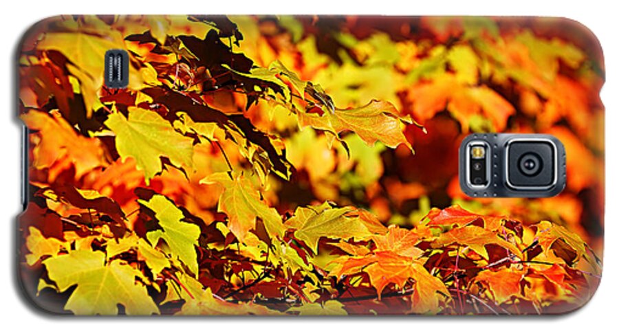 Autumn Galaxy S5 Case featuring the photograph Fall Foliage Colors 13 by Metro DC Photography