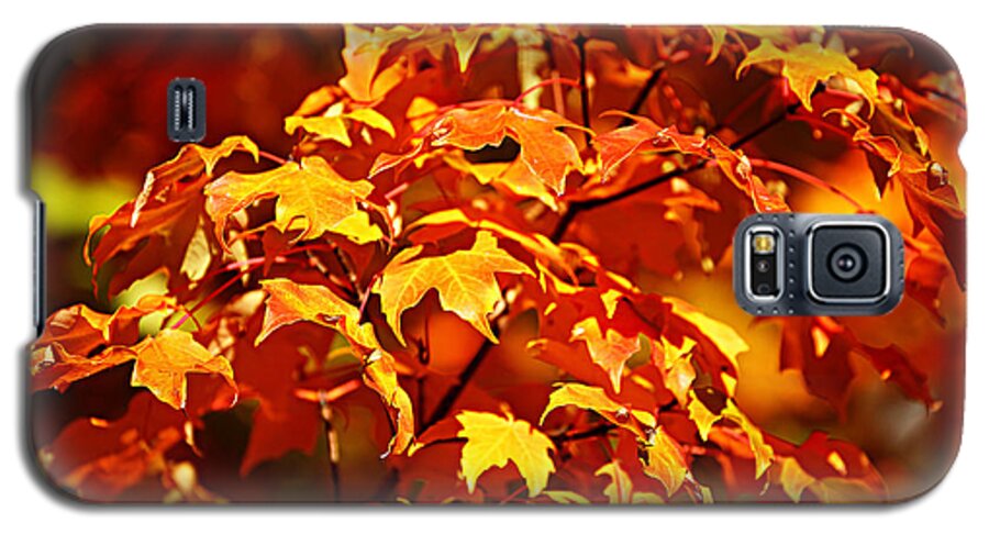 Autumn Galaxy S5 Case featuring the photograph Fall Foliage Colors 14 by Metro DC Photography