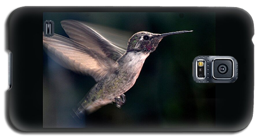 Hummingbird Galaxy S5 Case featuring the photograph Male Anna In Flight by Jay Milo