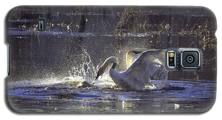 Trumpeter Swans Galaxy S5 Case featuring the photograph Fighting Swans Boxley Mill Pond by Michael Dougherty