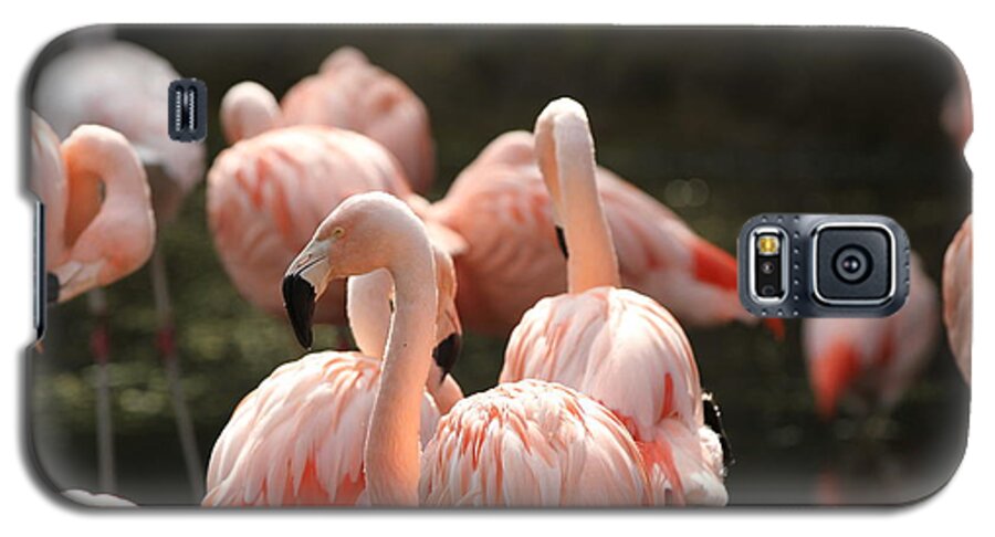 Birds Galaxy S5 Case featuring the photograph Flamingo by Edward R Wisell