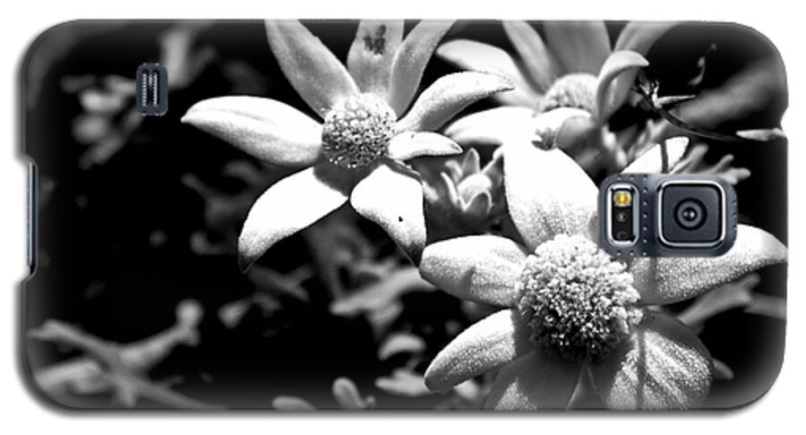 Flannel Flower Galaxy S5 Case featuring the photograph Flannel flower by Miroslava Jurcik