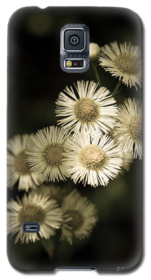 Flowers Galaxy S5 Case featuring the photograph Fleabane Wildflowers by Chris Scroggins