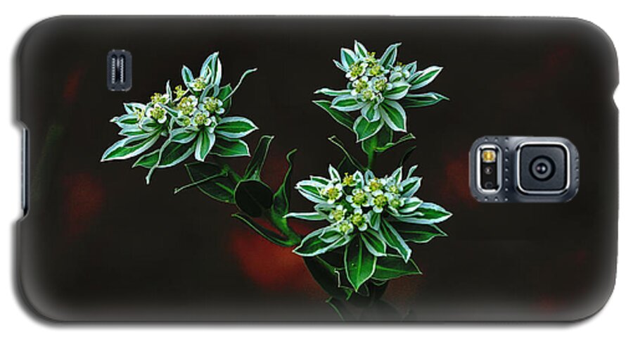 Flowers Galaxy S5 Case featuring the photograph Floating Petals by John Johnson