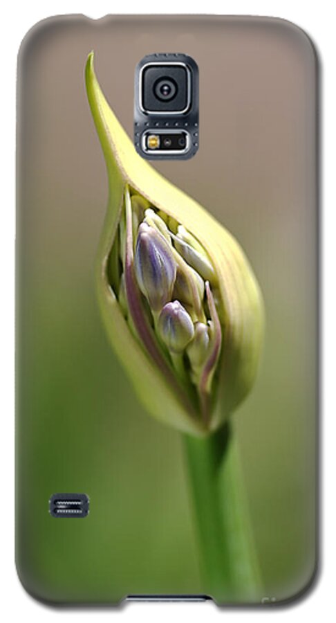Lily Of The Nile Galaxy S5 Case featuring the photograph Flower-agapanthus-bud by Joy Watson