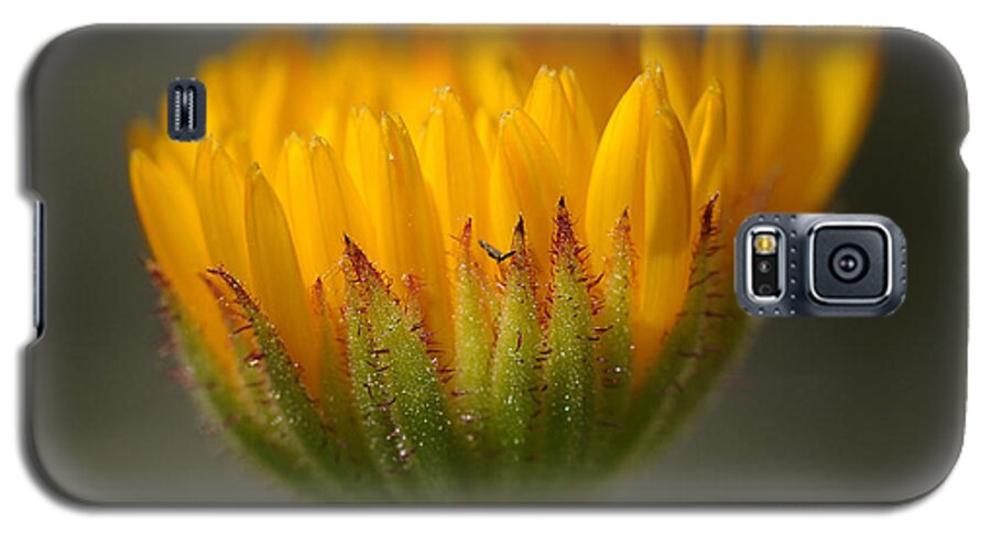 Macro Galaxy S5 Case featuring the photograph Flower Awakening by Liz Mackney