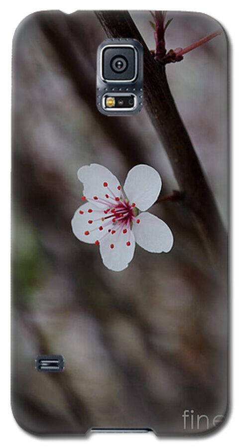 Flower Galaxy S5 Case featuring the photograph Flowering Plum 3 by Michael Arend