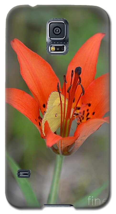 Butterfly Galaxy S5 Case featuring the photograph Flutterby Hiding Place by Lynellen Nielsen