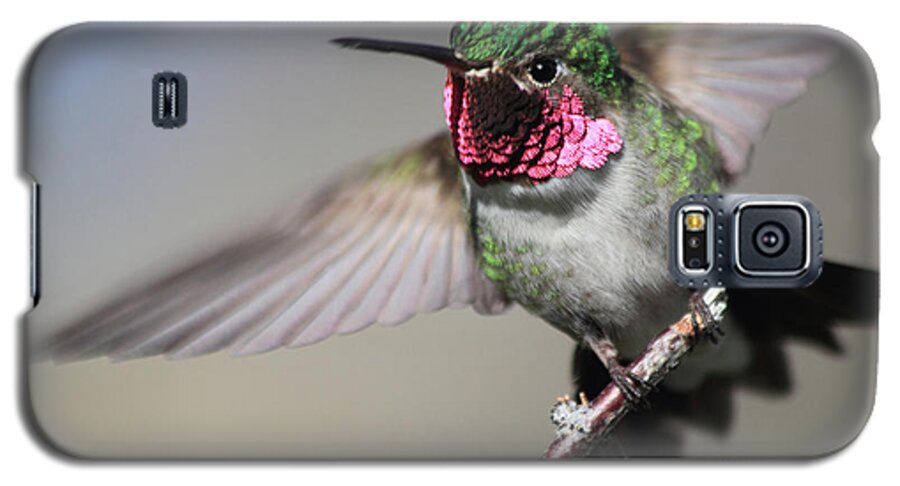 Ruby Throated Hummingbird Galaxy S5 Case featuring the photograph Fluttering #1 by Shane Bechler