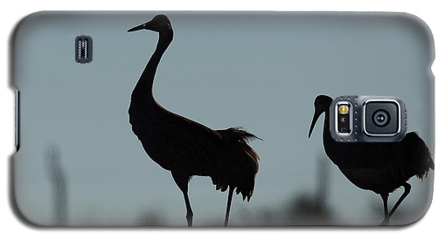 Cranes Galaxy S5 Case featuring the photograph Follow by Kevin Dietrich