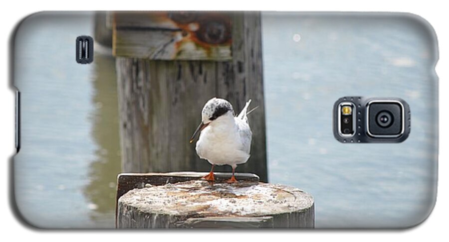 Birds Galaxy S5 Case featuring the photograph Forster's Tern by James Petersen