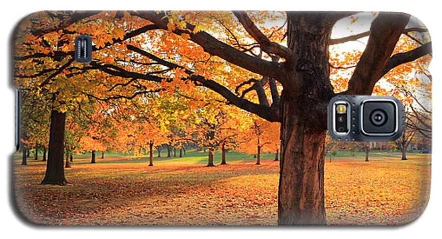 Scott Rackers Galaxy S5 Case featuring the photograph Francis Park Autumn Maple by Scott Rackers