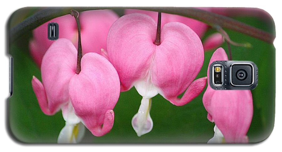 Bleeding Hearts Galaxy S5 Case featuring the photograph Full Hearts by Veronica Batterson