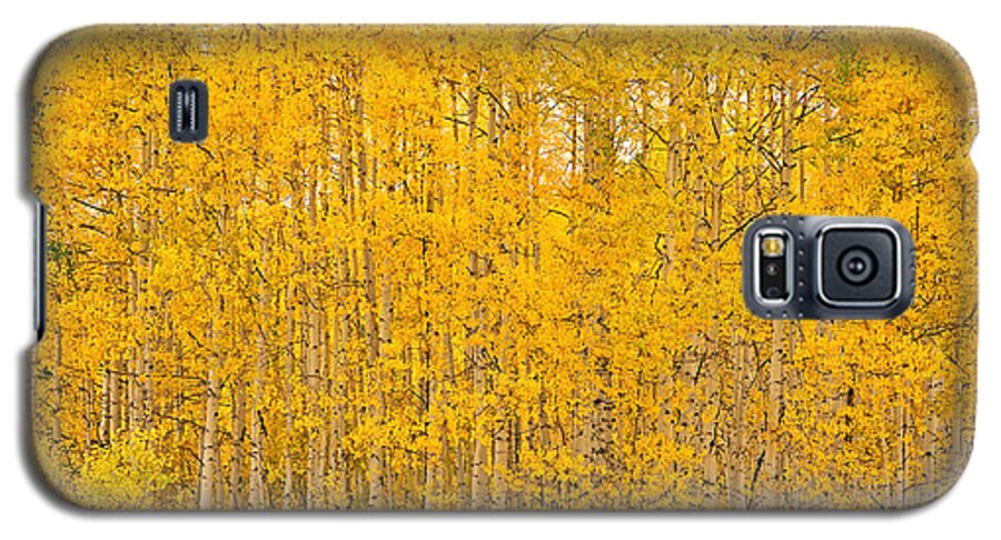 Aspen Galaxy S5 Case featuring the photograph Fullness of Gold by Kelly Black