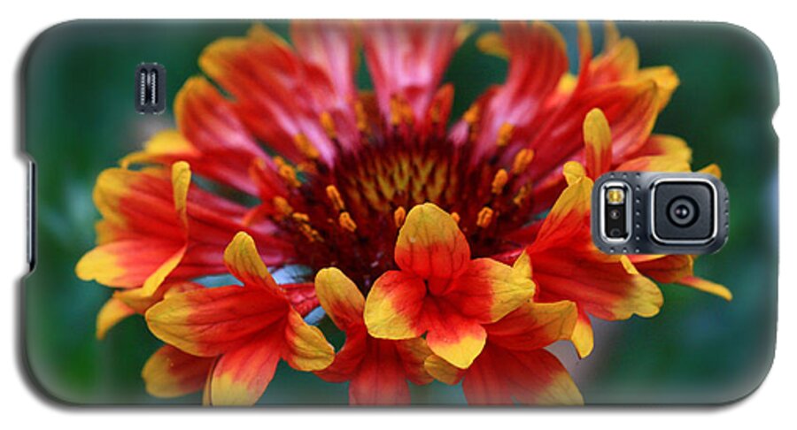 Flower Galaxy S5 Case featuring the photograph Gaillardia Flower by Keith Hawley