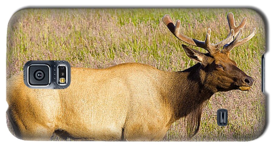 Elk Galaxy S5 Case featuring the photograph Gazing Elk by Todd Kreuter