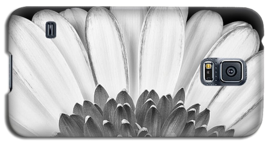 3scape Photos Galaxy S5 Case featuring the photograph Gerbera Rising by Adam Romanowicz