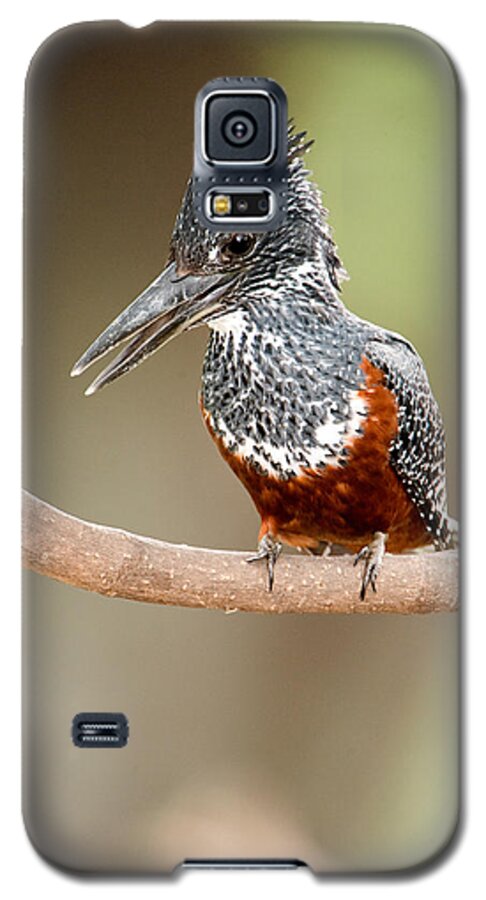 Photography Galaxy S5 Case featuring the photograph Giant Kingfisher Megaceryle Maxima by Panoramic Images