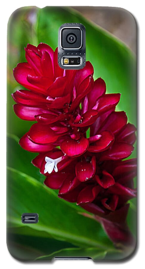 Flower Galaxy S5 Case featuring the photograph Ginger Flower by April Reppucci