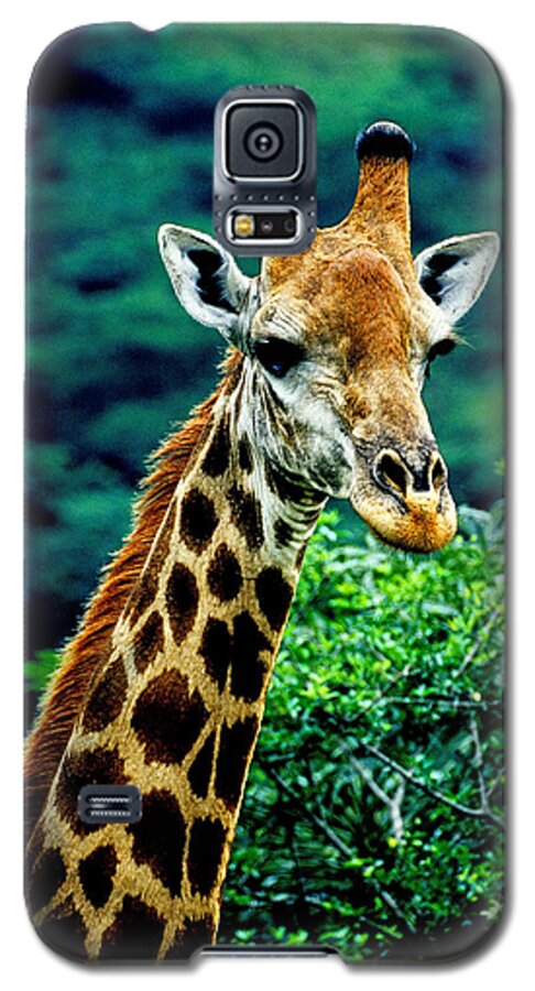 Giraffe Galaxy S5 Case featuring the photograph Giraffe by Dennis Cox