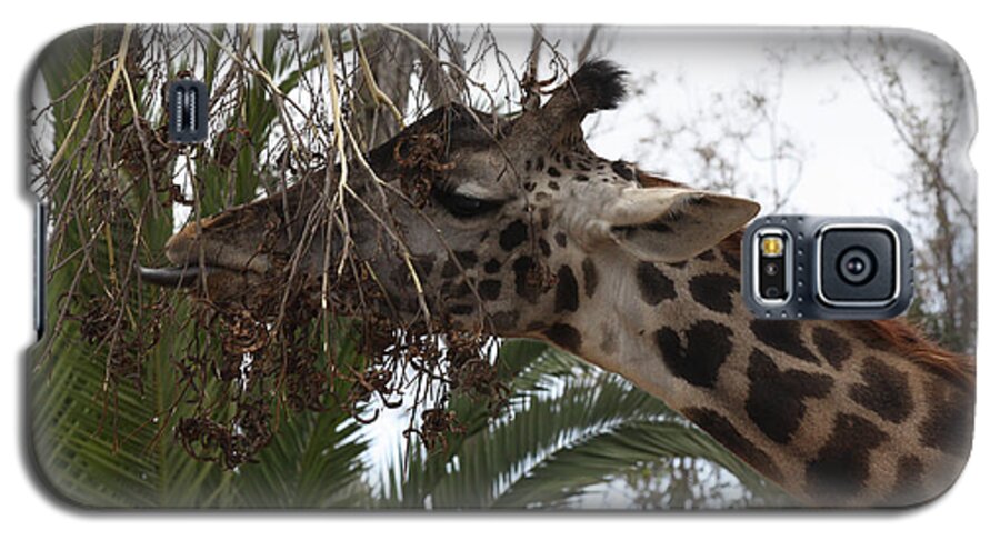 Giraffe Feeding Galaxy S5 Case featuring the photograph Giraffe Feeding by John Telfer