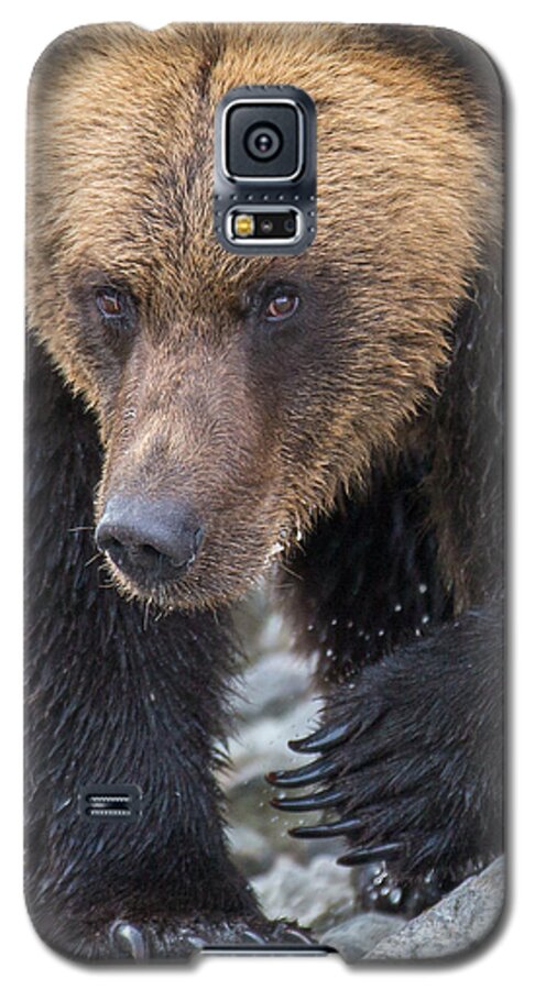 Bear Galaxy S5 Case featuring the photograph Glacier's Edge by Kevin Dietrich