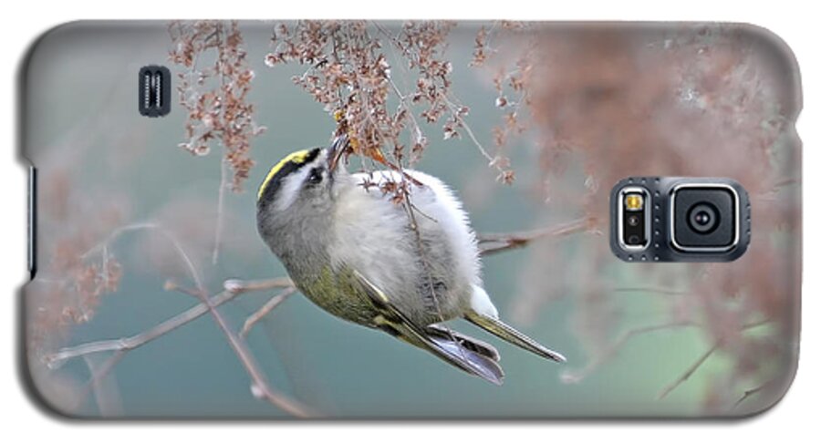 Kinglets Galaxy S5 Case featuring the photograph Golden Crowned Kinglet and Oceanspray by Peggy Collins
