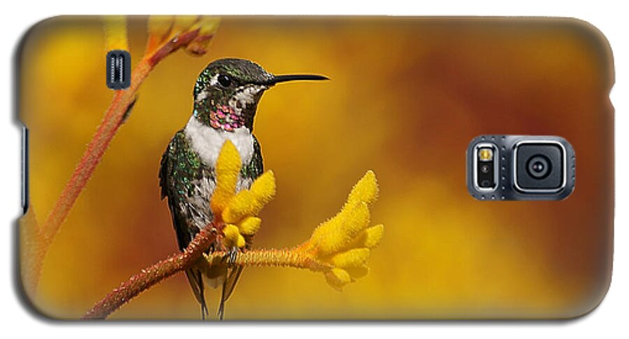 Kangaroo Paw Galaxy S5 Case featuring the photograph Golden Glow by Blair Wainman