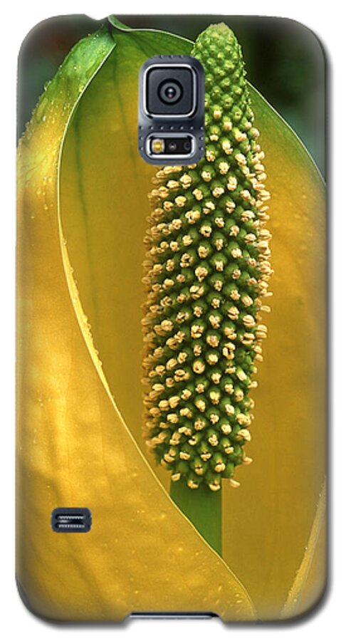 Flowers Galaxy S5 Case featuring the photograph Golden Glow by Ginny Barklow