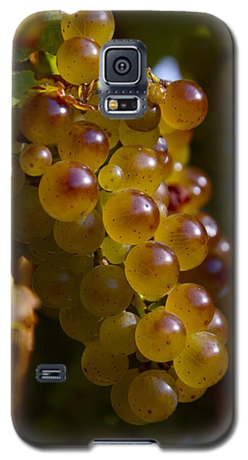 Wine Galaxy S5 Case featuring the photograph Golden Wine Grapes by Owen Weber