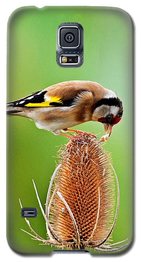 Cardueliscarduelis Galaxy S5 Case featuring the photograph Goldfinch feeding on Teasel comb. by Paul Scoullar