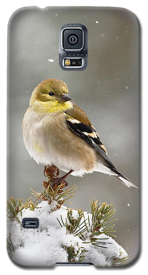 American Goldfinch Galaxy S5 Case featuring the photograph Goldfinch in the Snow by Jim Zablotny