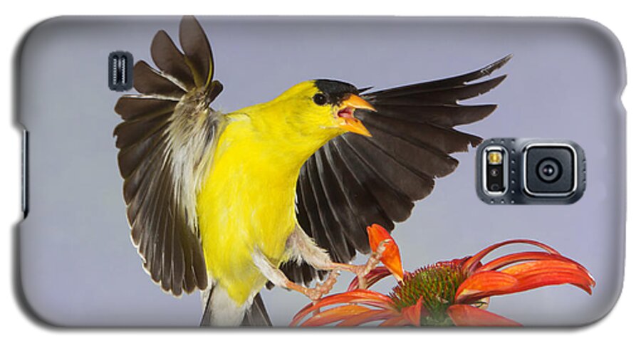 Nature Galaxy S5 Case featuring the photograph Goldie's Mad by Gerry Sibell