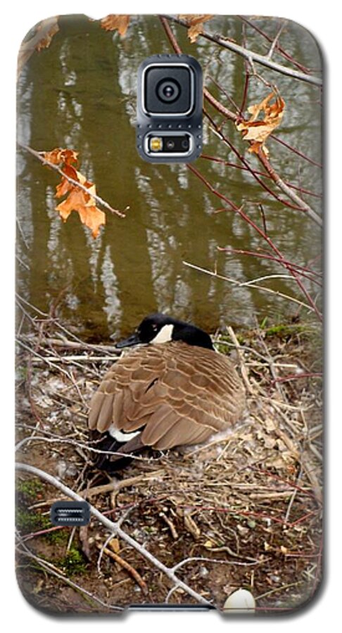 Goose Galaxy S5 Case featuring the photograph Goose by Anthony Seeker