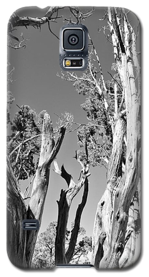  Galaxy S5 Case featuring the photograph Grand Canyon Trees by Sharron Cuthbertson