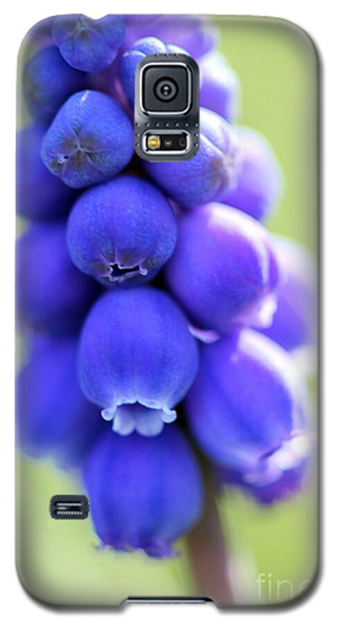 Macro Galaxy S5 Case featuring the photograph Grape Hyacinth by Todd Blanchard