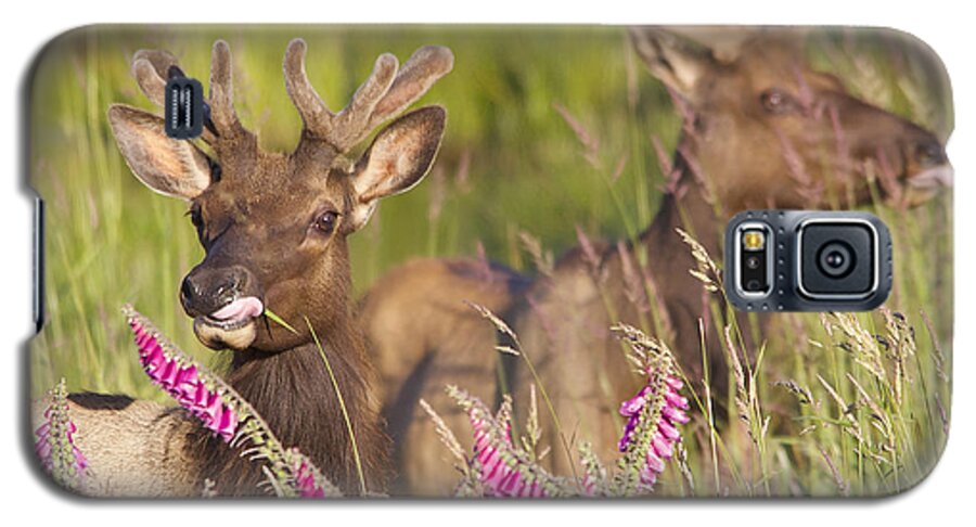 Elk Galaxy S5 Case featuring the photograph Grazing at Dusk by Todd Kreuter